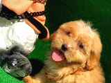 2.5 Aylik Erkek F1 Malti̇poo
