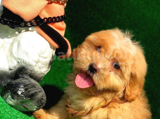 2.5 Aylik Erkek F1 Malti̇poo görsel