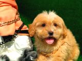2.5 Aylik Erkek F1 Malti̇poo