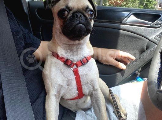 4 Aylık Pug Tüm Aşıları Tam Karneli görsel