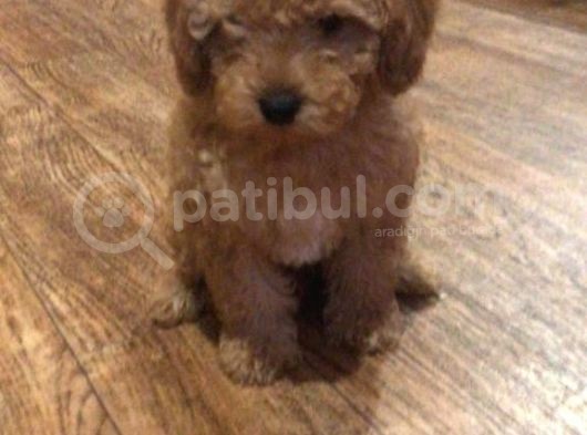 Toy Poodle