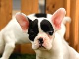 French Bulldog Kızlarımız