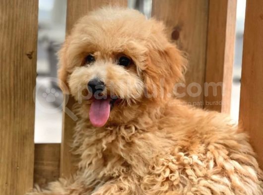 Sevimli Toy Poodle Bebekler görsel