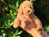 Toy Poodle Yavrular Erkek Ve Dişi Mevcut