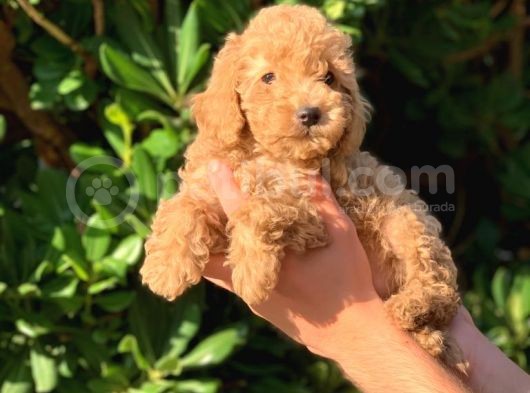 Toy Poodle Yavrular Erkek Ve Dişi Mevcut görsel