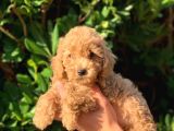 Toy Poodle Yavrular Erkek ve Dişi Mevcut
