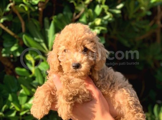Toy Poodle Yavrular Erkek Ve Dişi Mevcut