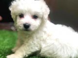 Sevimli Maltese Terrier Yavrular