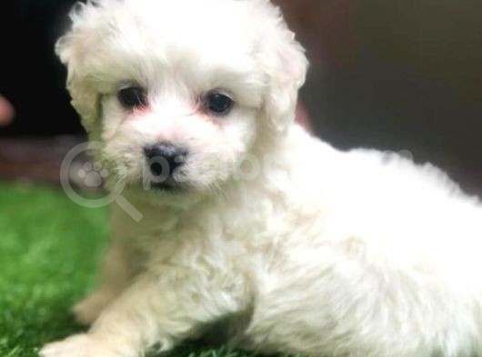 Sevimli Maltese Terrier Yavrular görsel