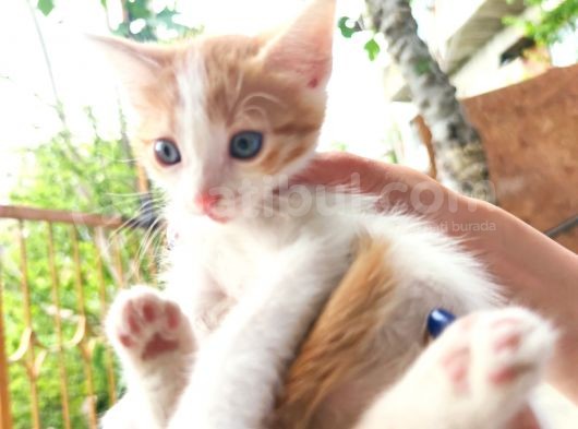 Calico - Sarman Kedi Yavruları görsel