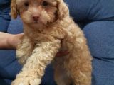 Maltipoo Bebeklerimiz