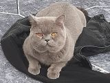 Scottish Fold Safkan Erkek Yavrularım