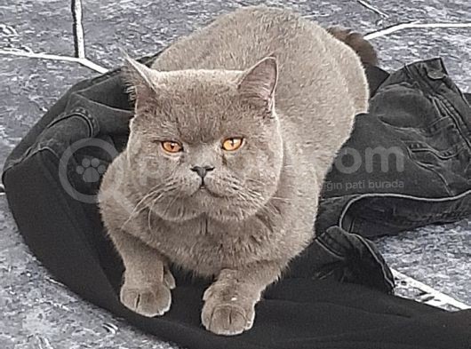 Scottish Fold Safkan Erkek Yavrularım görsel