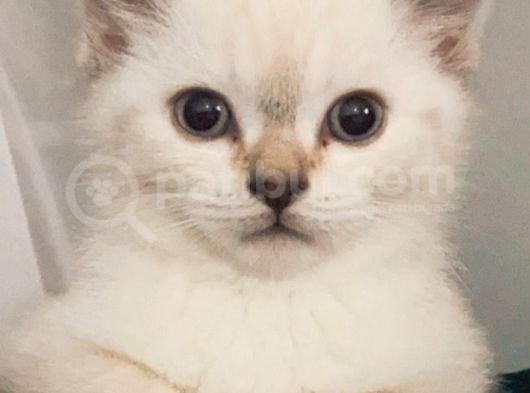 Acil Yuva Arıyoruz British Shorthair görsel