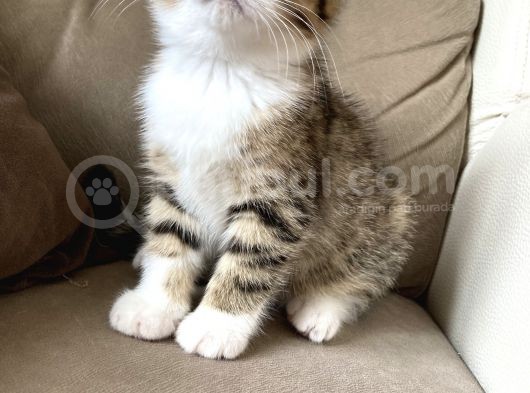 Scottish Fold görsel