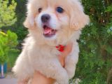 Gülen Suratlı Terrier