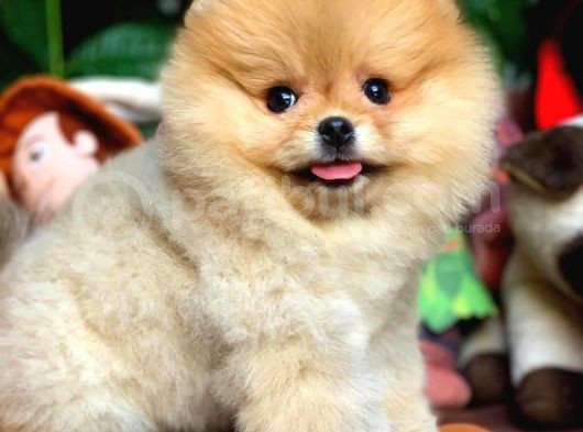 Irk Ve Sağlık Garantili Pomeranian Boo Yavrularımız görsel