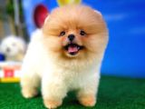 Irk Ve Sağlık Garantili Pomeranian Boo Yavrularımız