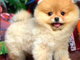 Irk ve Sağlık Garantili Pomeranian Boo Yavrularımız