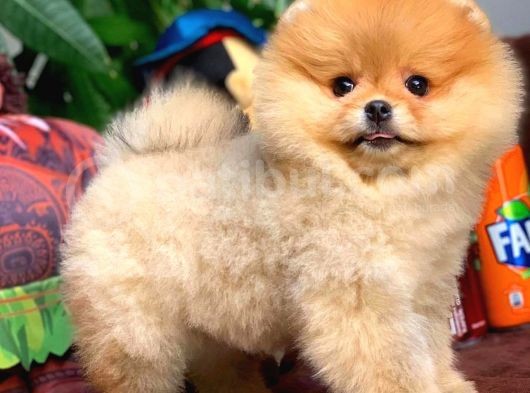 Irk Ve Sağlık Garantili Pomeranian Boo Yavrularımız görsel