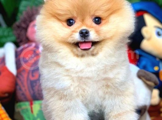Irk Ve Sağlık Garantili Pomeranian Boo Yavrularımız görsel