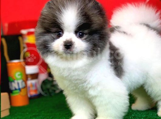 Ayı Surat Pomeranian Boo Yavrularımız görsel