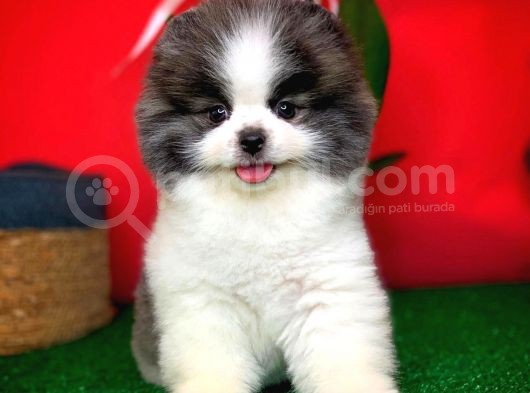 Ayı Surat Pomeranian Boo Yavrularımız
