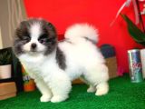 Ayı Surat Pomeranian Boo Yavrularımız
