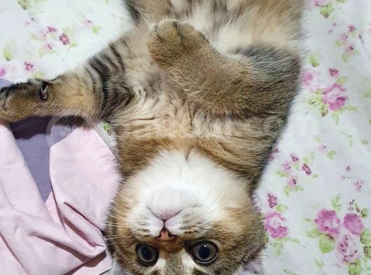 Safkan Scottish Fold görsel