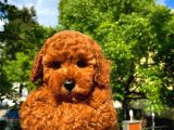 AA kalite Red Toy Poodle Yavrularımız