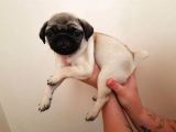 2Aylik Süper Kali̇te Pug Yavrulari/Konya