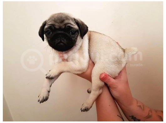 2Aylik Süper Kali̇te Pug Yavrulari/Konya görsel