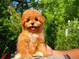 Tüy Dökülmesi Az Toy Poodle