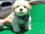 Yakışıklı Maltipoo