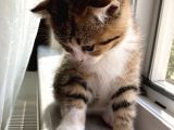 Scottish Fold
