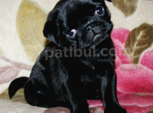 2Aylik Süper Kali̇te Pug Yavrulari/Konya görsel