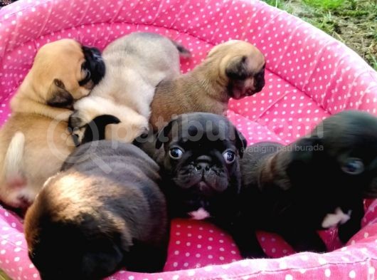 2Aylik Süper Kali̇te Pug Yavrulari/Konya