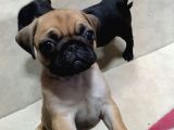 2Aylik Süper Kali̇te Pug Yavrulari/Konya