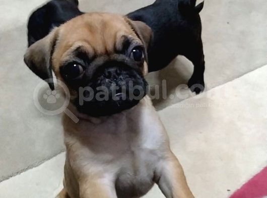 2Aylik Süper Kali̇te Pug Yavrulari/Konya görsel