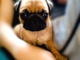 2Aylik Süper Kali̇te Pug Yavrulari/Konya