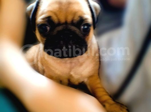 2Aylik Süper Kali̇te Pug Yavrulari/Konya görsel