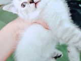 British Shorthair Blue Poınt Yavrular