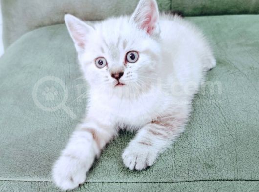 British Shorthair Blue Poınt Yavrular görsel