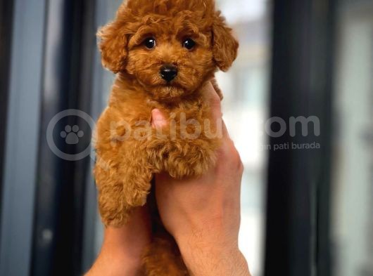 Çocuklarla Anlaşabılen En Iyı Irk Toy Poodle Yavrusu görsel