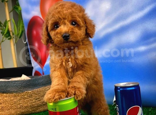 Çocuklarla Anlaşabılen En Iyı Irk Toy Poodle Yavrusu görsel