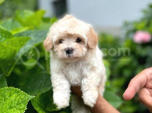 Anne Altından Maltese Terrier