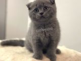 Blue Scottish Fold Dişi Yavrular