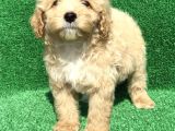 2.5 Aylik Kayisi Rengi̇ Malti̇poo
