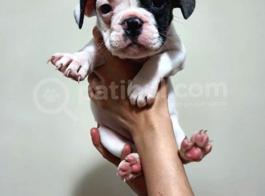 Safkan Dişi Ve Erkek French Bulldog Yavrularımız görsel