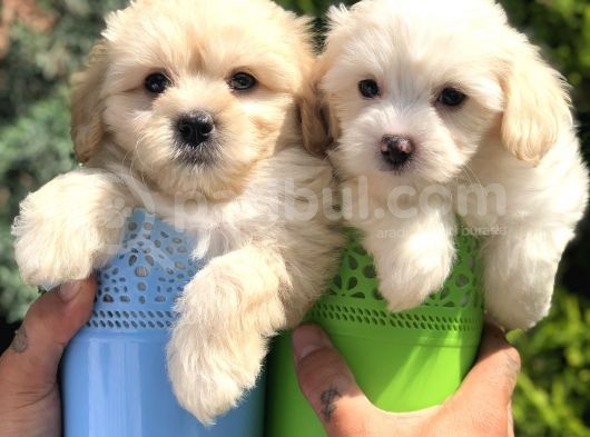 Mükemmel Maltıpoo Yavrularımız görsel